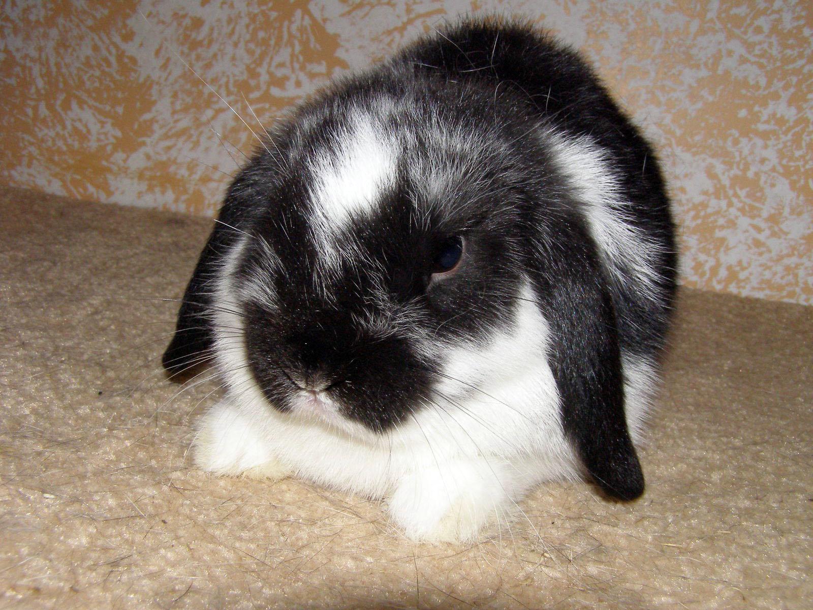 follow the piper lop eared bunnies follow the piper lop eared bunnies