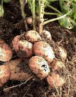 Harvested Potatoes Potato Harvesting