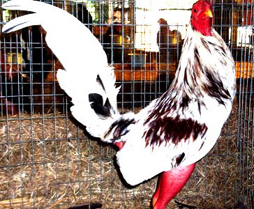 de Gallos de Pelea del Mundo: ENTRENAMIENTO DE GALLOS DE PELEA DE