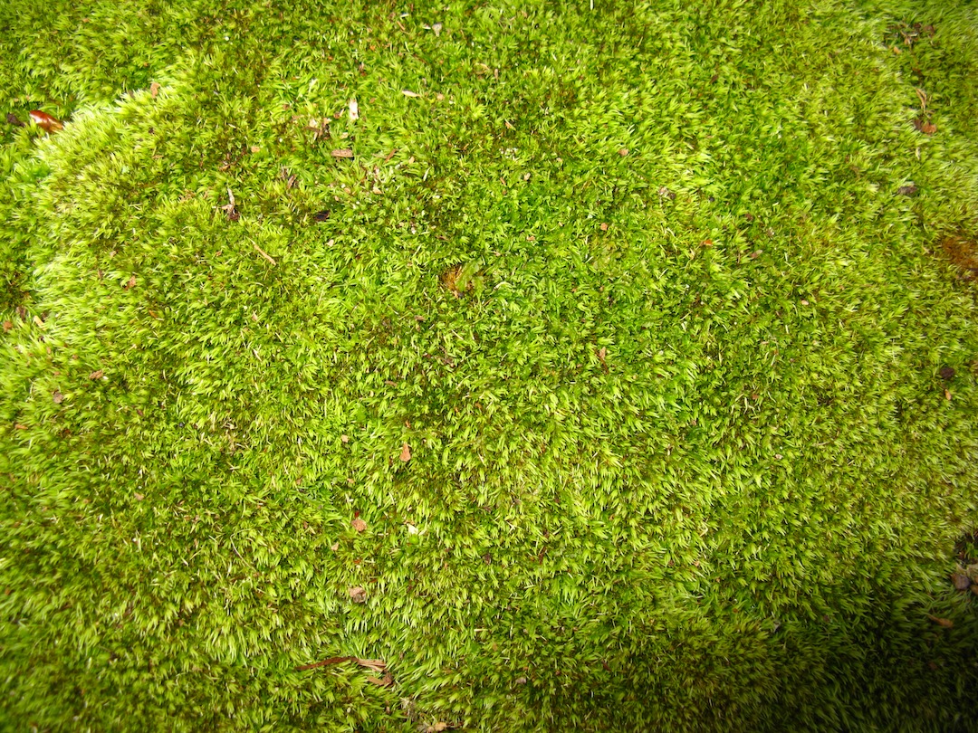 W & W Nursery & Landscaping Prevent Moss From Growing On Your Roof!