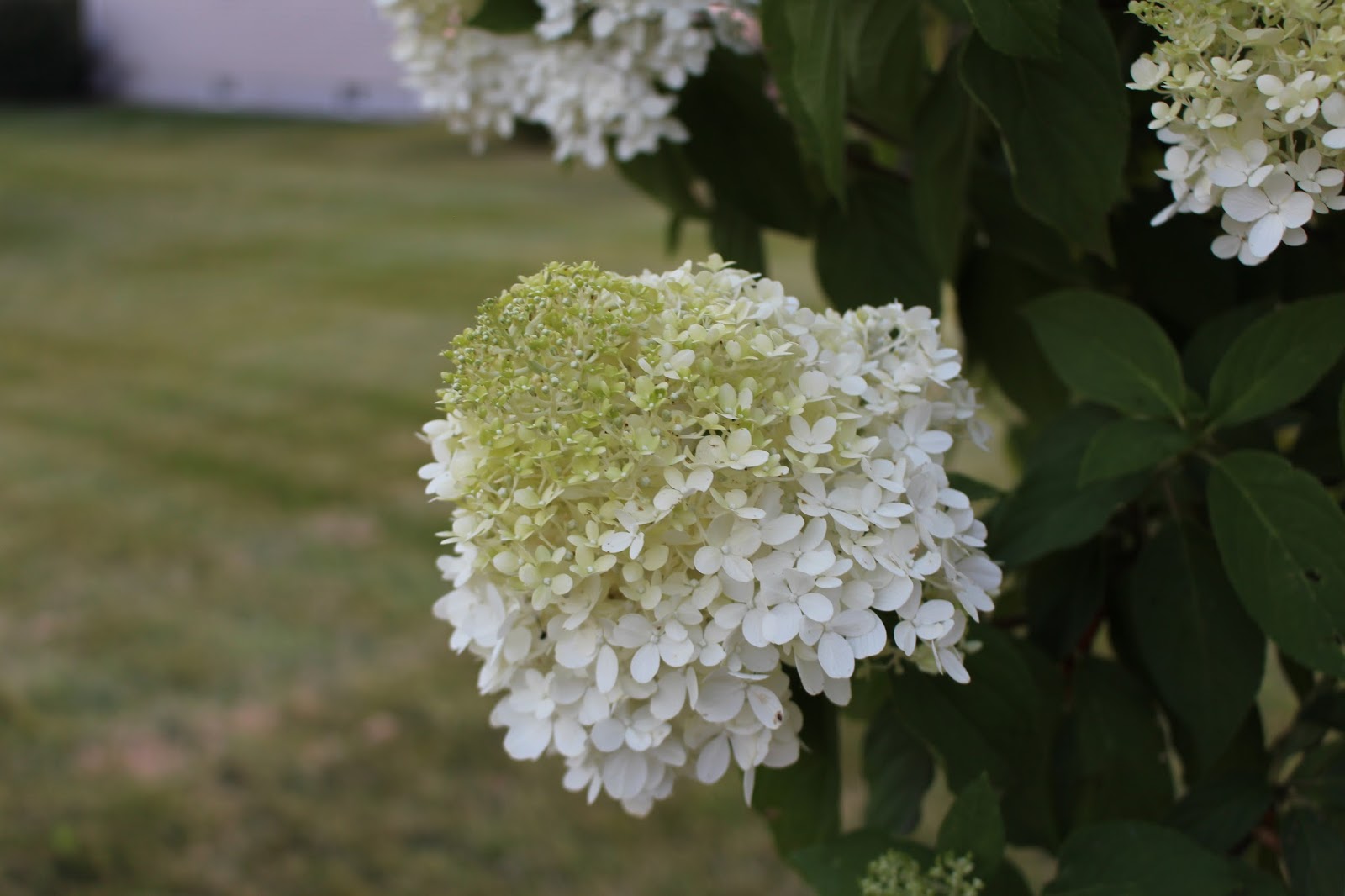 Designs by Pinky Limelight Hydrangeas and Beautiful Zinnias!