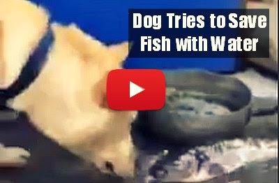 Watch How this Dog desperately tries to save the dying fishes with water  via geniushowto.blogspot.com emotional dog videos