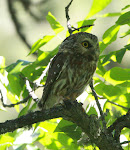 N. Saw-whet Owl