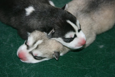 Husky puppies Seen On www.coolpicturegallery.us