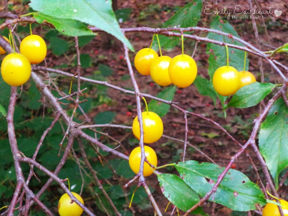 Yellow cherries