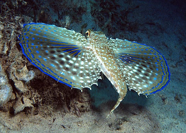 Bluefin Gurnard