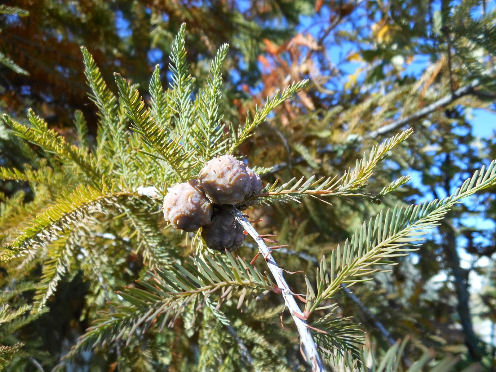 At The Arboretum Tomé, Our Redwoods Have Male Flowers This Year!