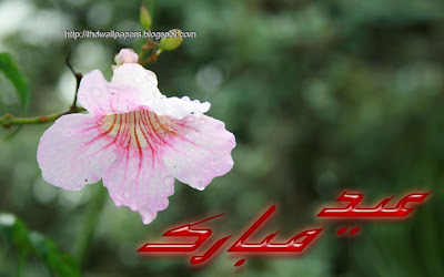 Orchid Color Flowers Eid Mubarak Cards Wallpapers HD Urdu Text