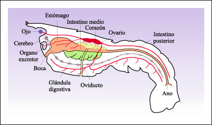 ESTRUCTURA LANGOSTA estructura langosta: