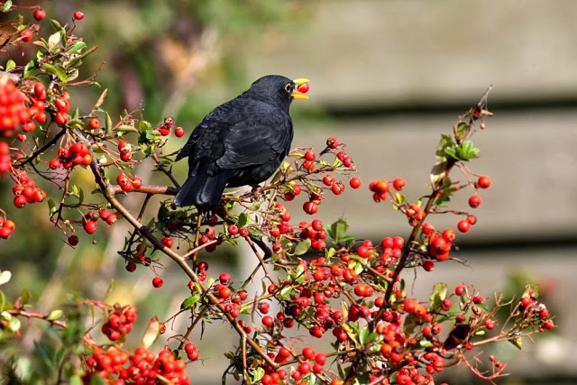 Blackbird and Berries