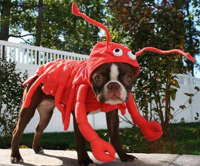 Funny DOG Pictures