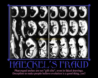Evolution is a Lie - Intelligent Design is the Truth! Haeckel_Fakel