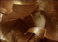 piel de cebolla