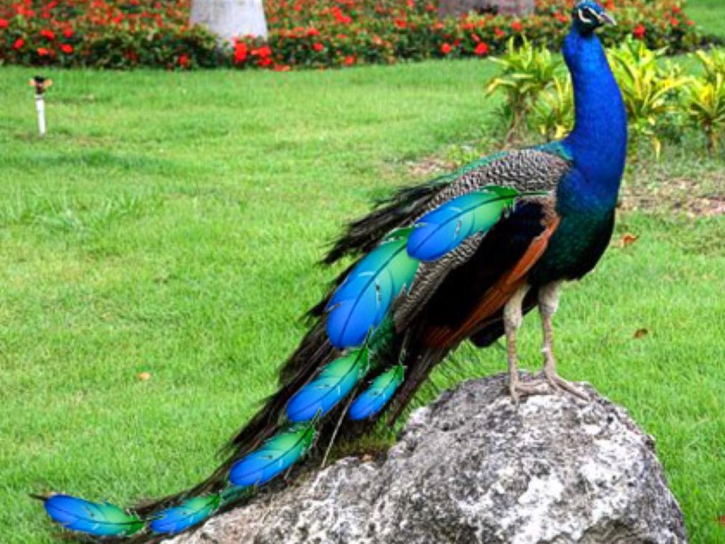 Desktop HD Wallpapers Free Downloads Peacock Bird HD Wallpapers