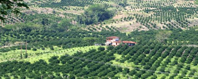 PAISAJE CULTURAL DEL CAFÉ DE COLOMBIA