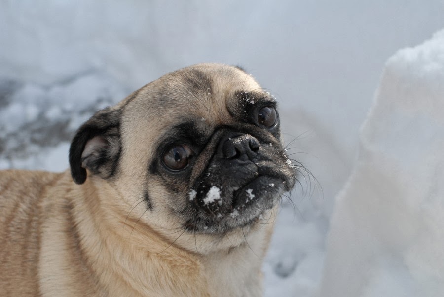 pug in snow the 24 cutest pugs chilling out in snow best photography landscapes and animal pug in snow the 24 cutest pugs chilling out in snow best photography landscapes and animal