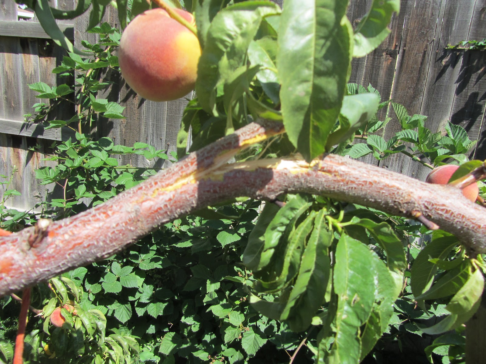 Mashed Potatoes and Crafts Reparing Broken Fruit Tree or Peach Tree