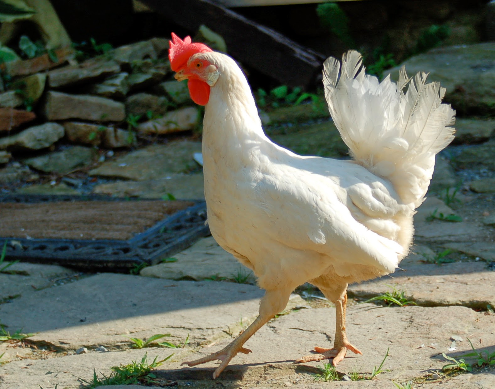 fulltimemasti: Hen Hd Walpapers