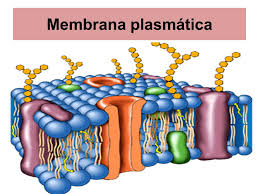 Membrana Plasmatica