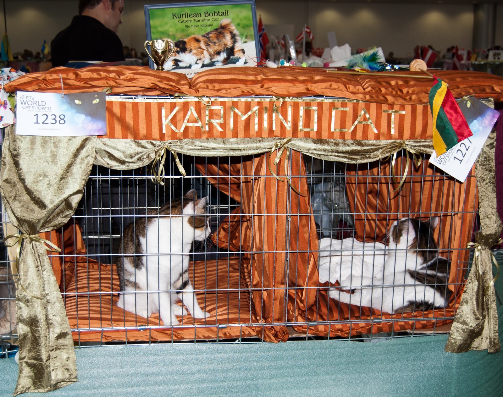 FIFE World Cat Show '11 Drop of Amber
