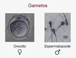gametos:ovocitos y espermatozoides 1
