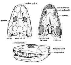 craneo de Ichthyostega