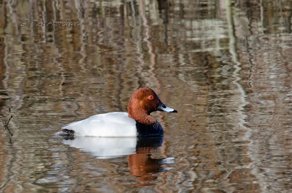 Porrón común, Aythya ferina, Pochard Porrón común, Aythya ferina, Pochard