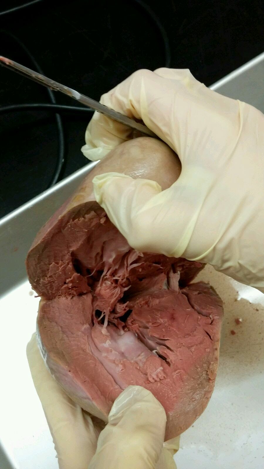 Human Anatomy & Physiology: Heart Dissection