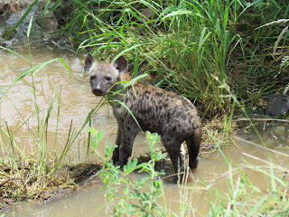 Krugerpark hyena's zijn een familie van middelgrote roofdieren die voorkomen in Afrika en Azië.