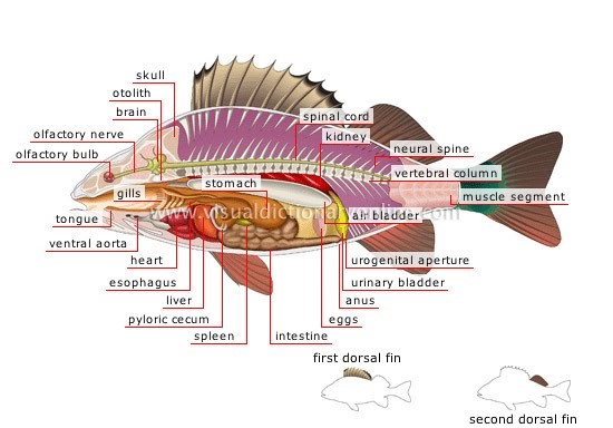 Morfologi dan Anatomi Ikan Mujair (Oreochromis Massambicus) - SIKPAS