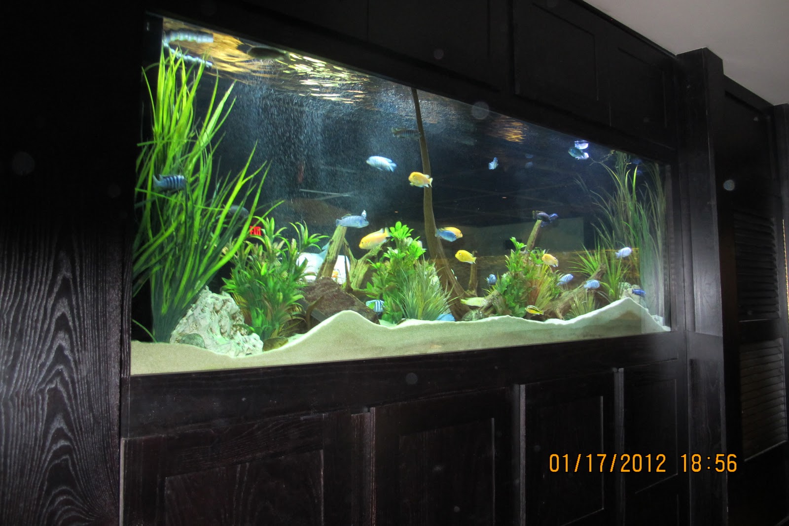 cheddars fish tank