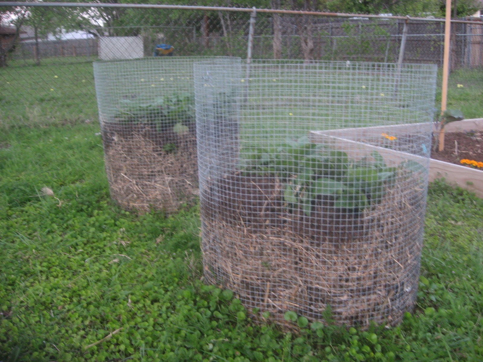 A CITY GIRL Growing Potatoes in Cages