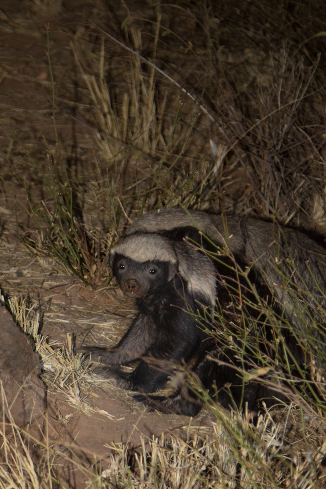 The f8 Group Photo Learning and The Trouble with Honey Badgers