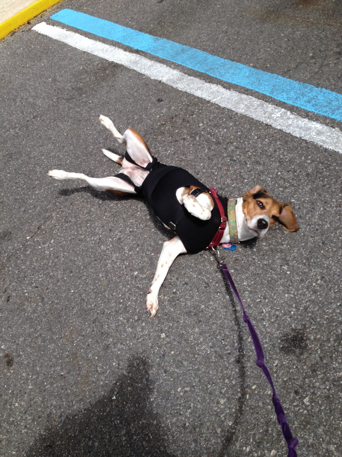 Life With Beagle Thundershirt vs. Anxiety Wrap A comparison
