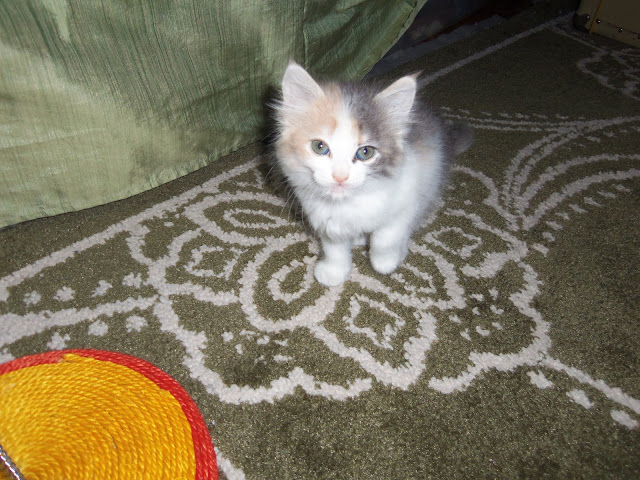 dilute calico