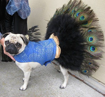 Funny DOG Pictures
