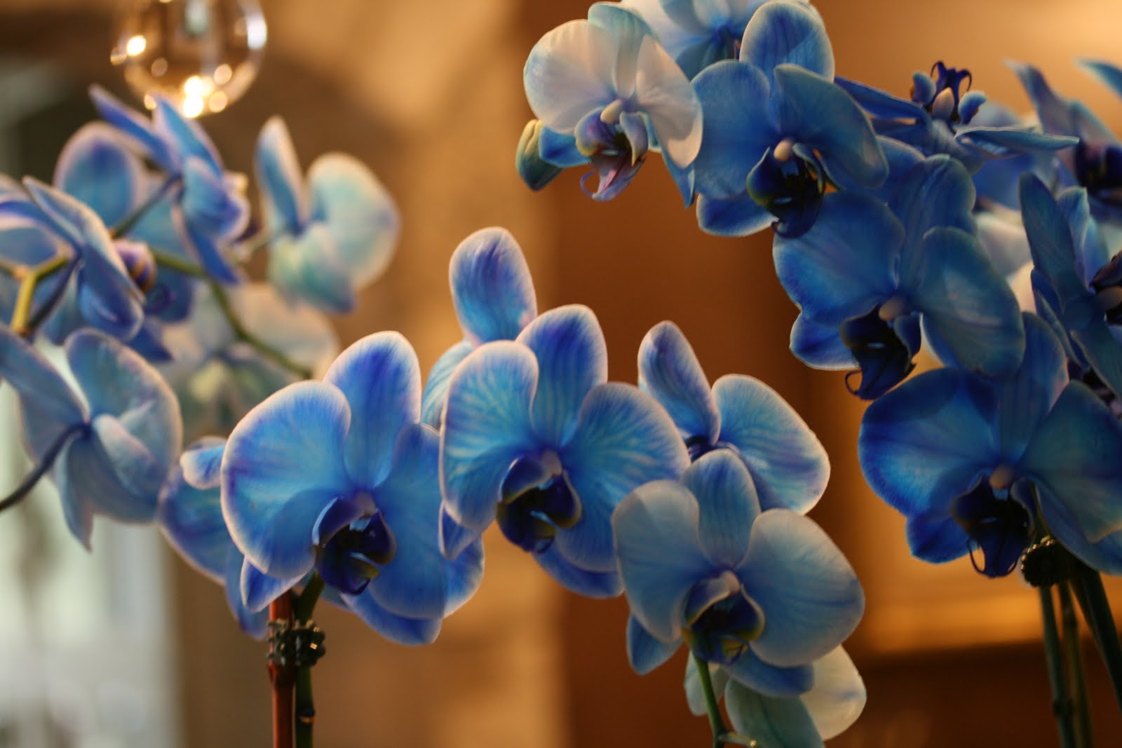 Romancing the Home Blue Mystique Orchids