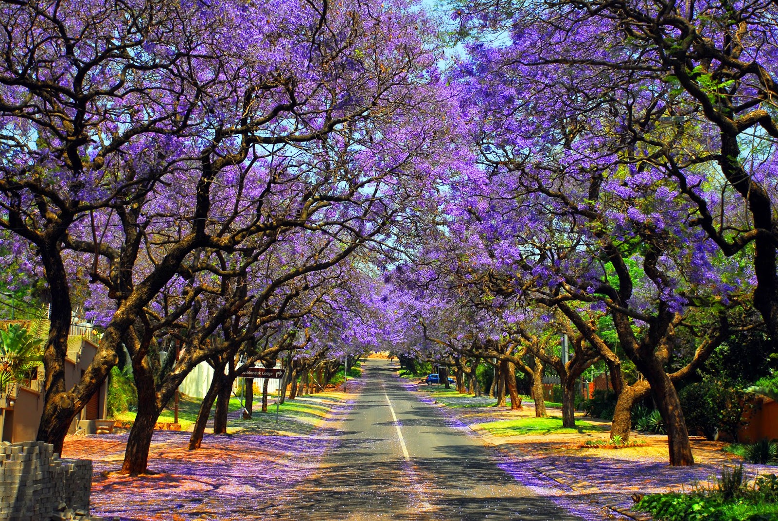 The Great Wildebeest Migration October Jacaranda Pretoria peak bloom