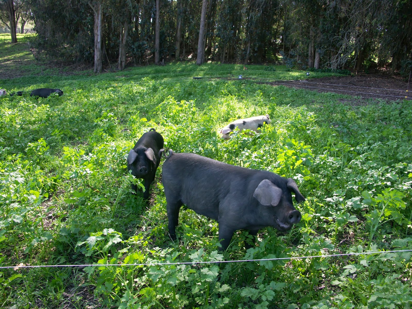 Pasture Raised Pigs Pastured pigs, Pig, Pasture raised