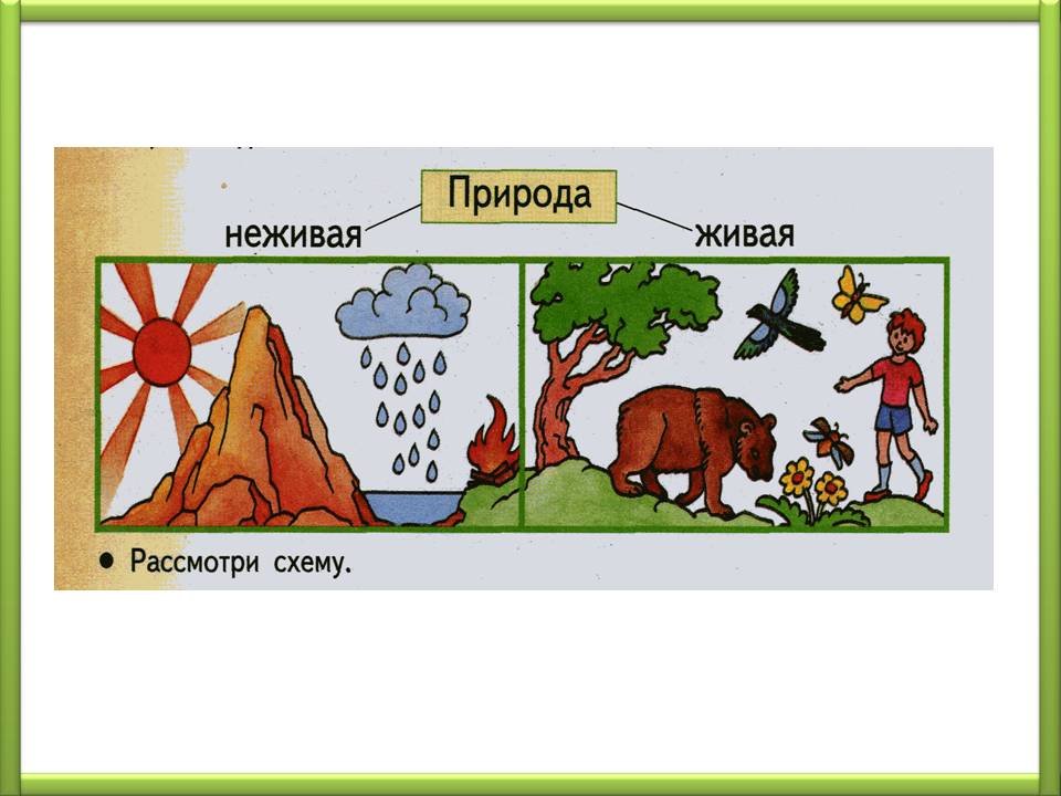 Живая и неживая природа поделки 37