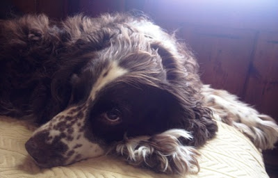 Fletcher, who looked after loving owner for seven years. Fletcher, who looked after loving owner for seven years.