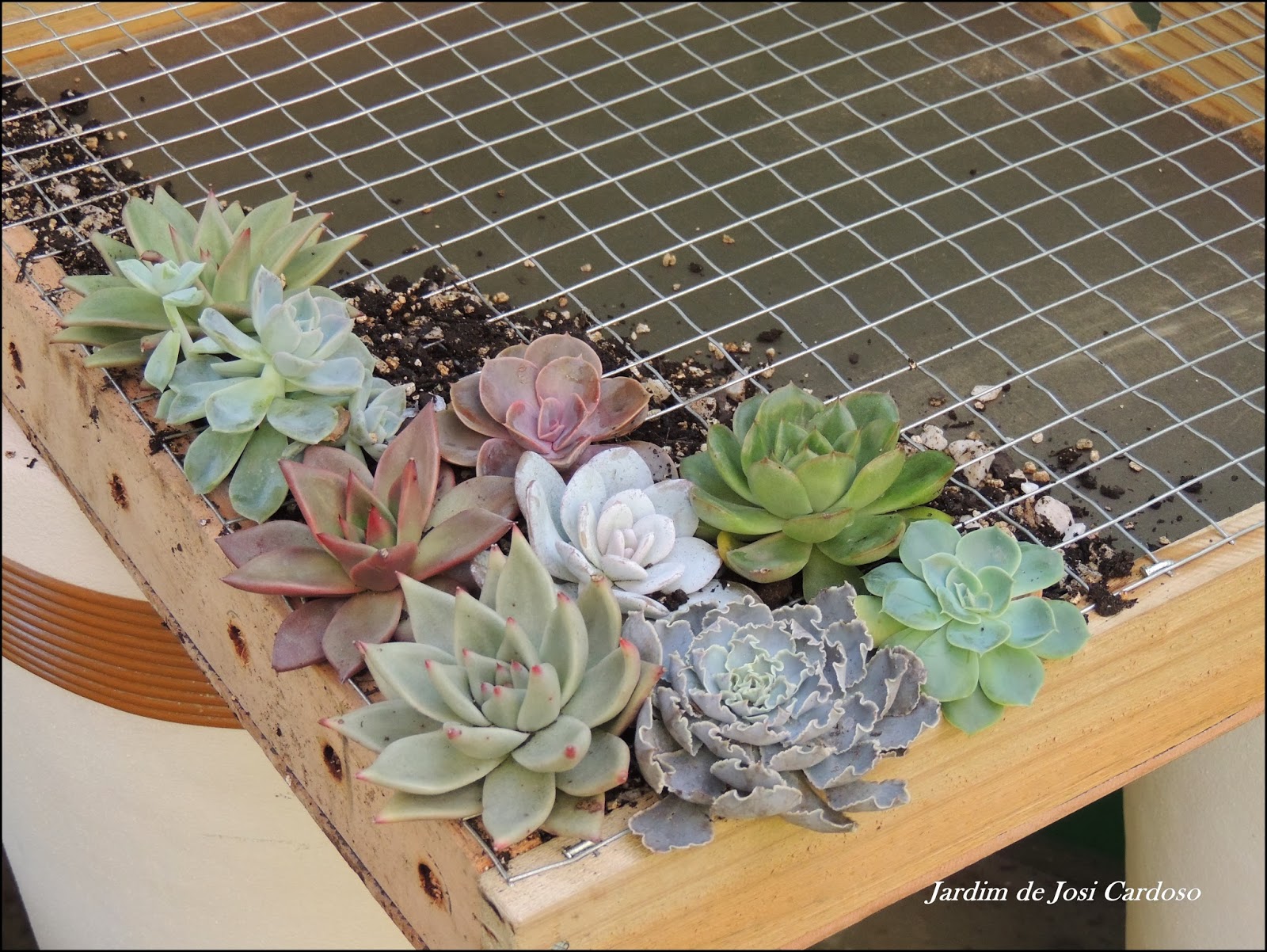 mini jardim de suculentas passo a passo:Jardim de Josi Cardoso: Passo a Passo para fazer quadro de Suculentas mini jardim de suculentas passo a passo:Jardim de Josi Cardoso: Passo a Passo para fazer quadro de Suculentas