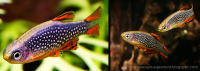 Tropical Fish for Aquarium Plants Rasbora Galaxy Rasboras