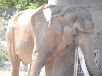 San Diego zoo elephant picture San Diego zoo elephant picture