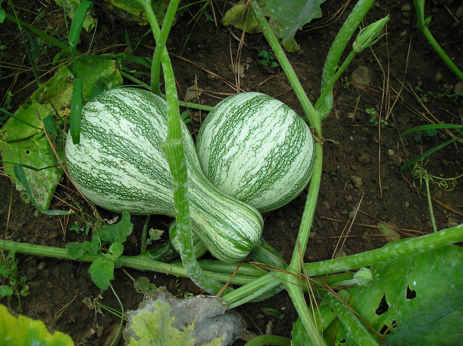 Thoughts from Frank and Fern Not Much Winter Squash