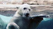 #10 Polar Bear Wallpaper