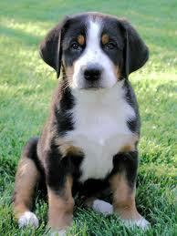 Swiss Mountain Puppies
