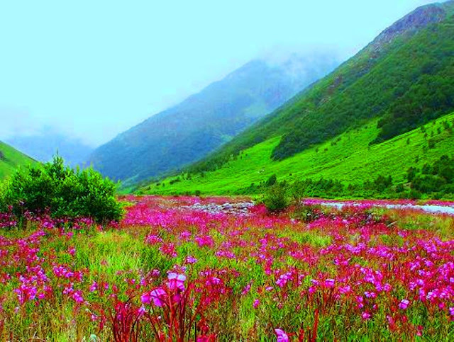  valley_of_flowers_22