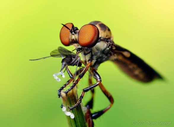 Robber Fly Robber Fly Thomas Sahan
