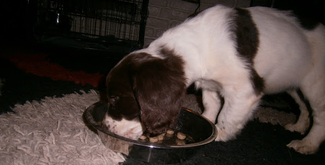 springer spaniel puppy bloated tummy worms